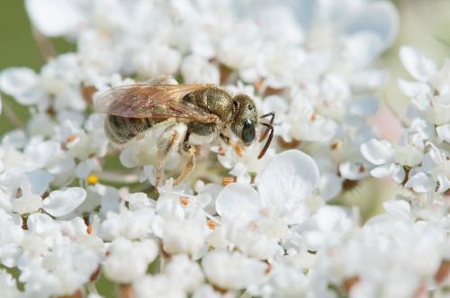 Seladonia submediterranea